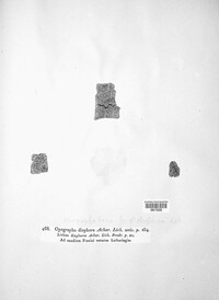 Alyxoria varia image